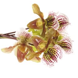 Paphiopedium Cultivars Frauenshu X7 Blüte 