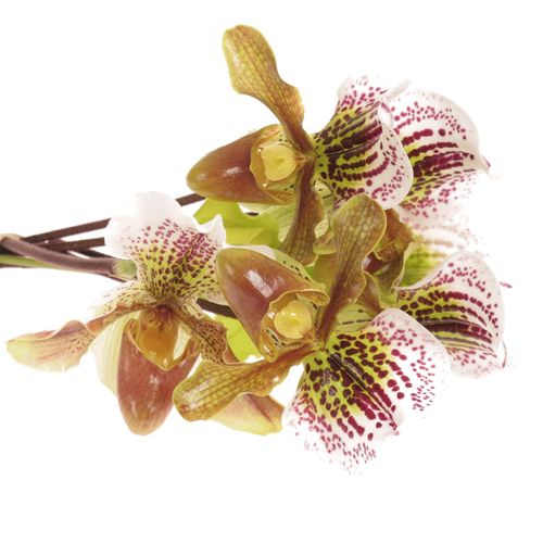Paphiopedium Cultivars Frauenshu X7 Blüte 