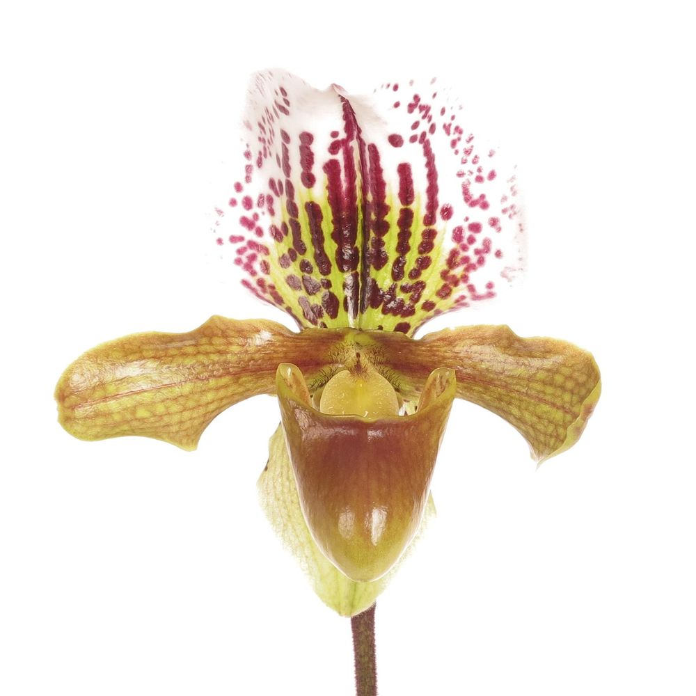 Paphiopedium Cultivars Frauenshu X7 Blüte 