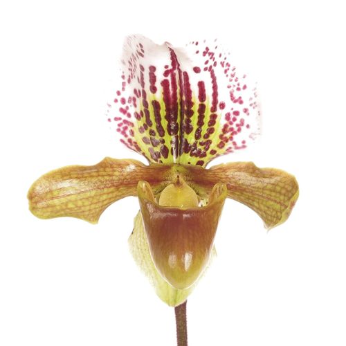 Paphiopedium Cultivars Frauenshu X7 Blüte 