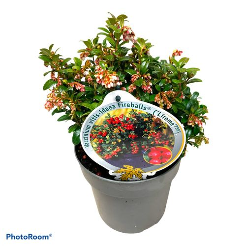 Vaccinium Vitis Fireballs T17 H20