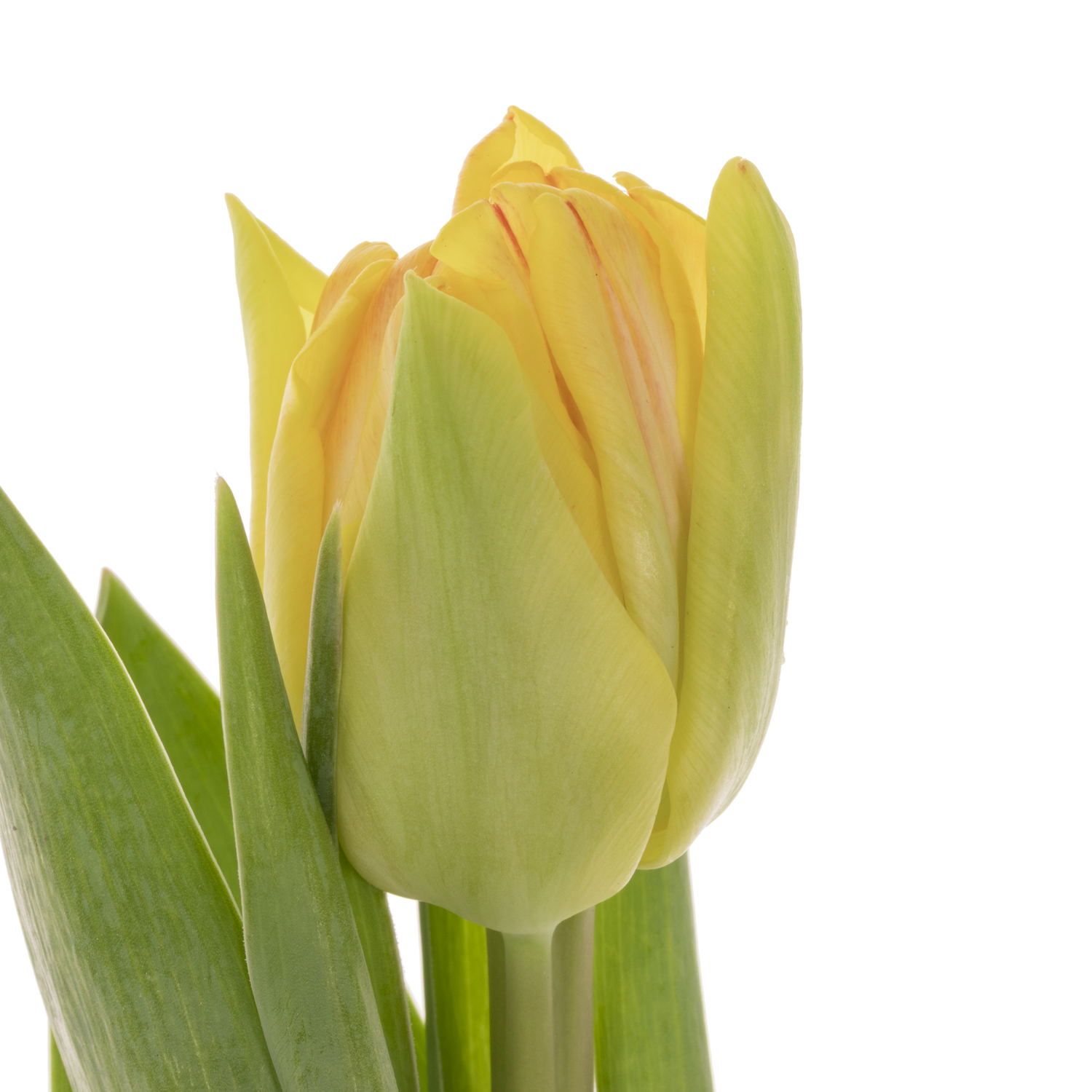 Tulpe apricot doppel Foxy foxtrot CoasTulip 34 Gramm