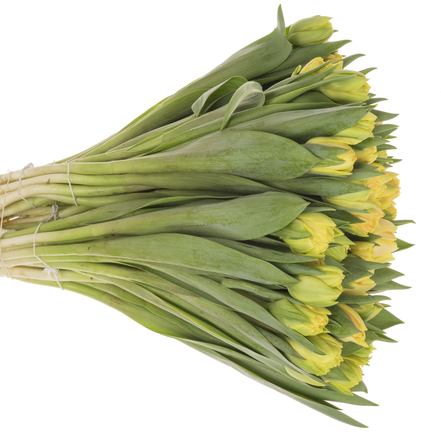 Tulpe apricot doppel Foxy foxtrot CoasTulip 34 Gramm