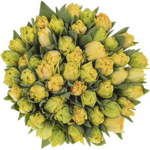 Tulpe apricot doppel Foxy foxtrot CoasTulip 34 Gramm