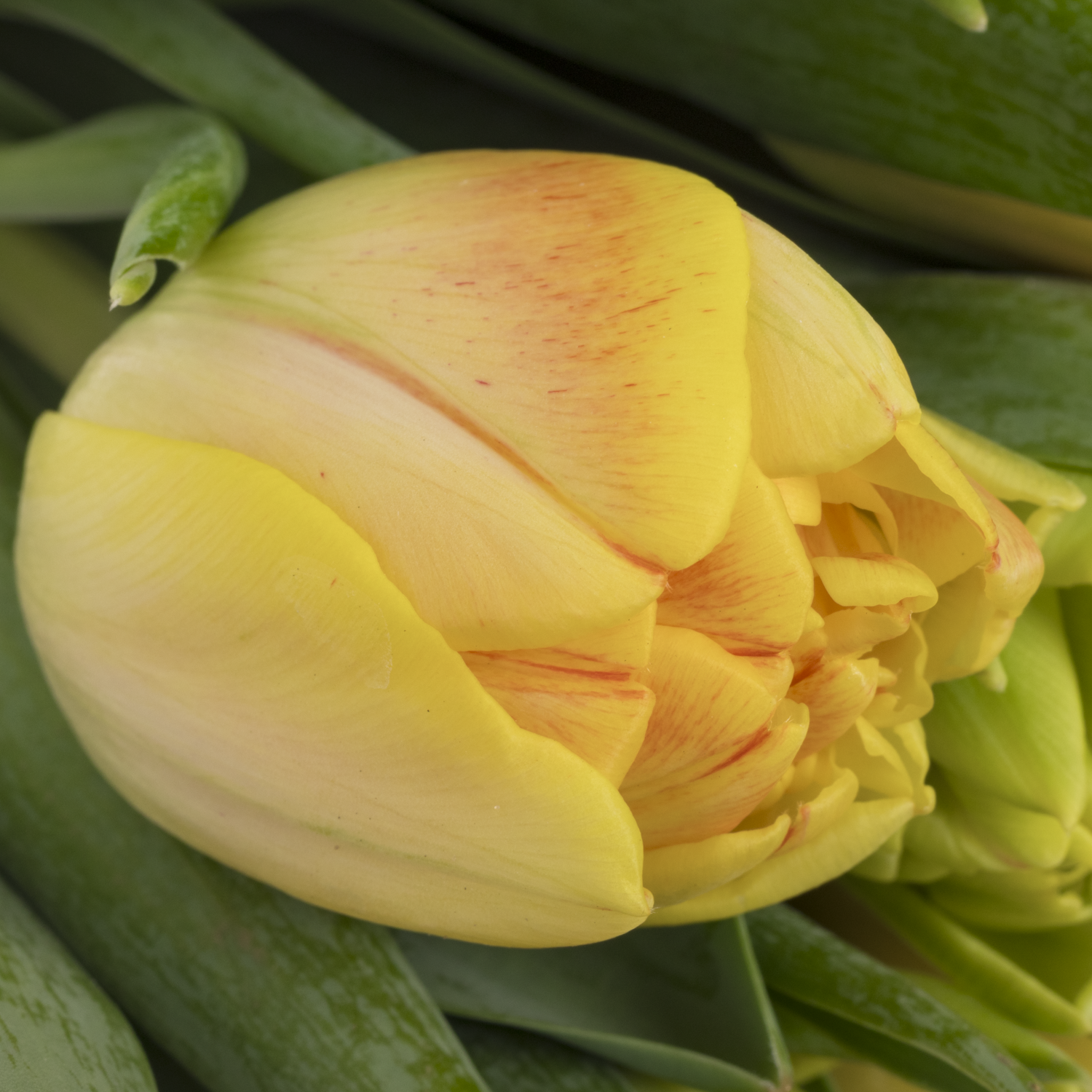 Tulpe apricot doppel Foxy foxtrot CoasTulip 34 Gramm