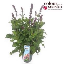 Salvia violett Marvel T15 H035