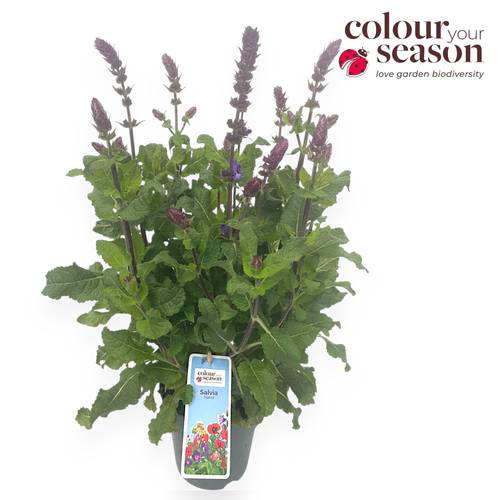 Salvia violett Marvel T15 H035