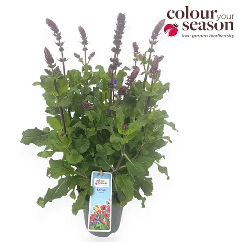 Salvia violett Marvel T15 H035