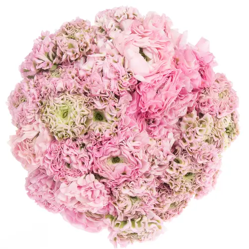 Ranunkel rosa Cloni Pom Pom Hermione 40cm