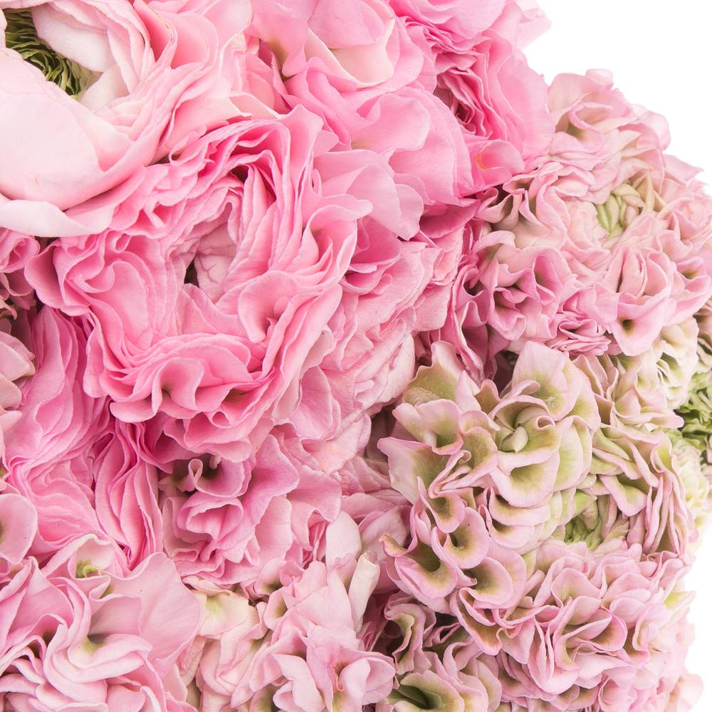 Ranunkel rosa Cloni Pom Pom Hermione 40cm