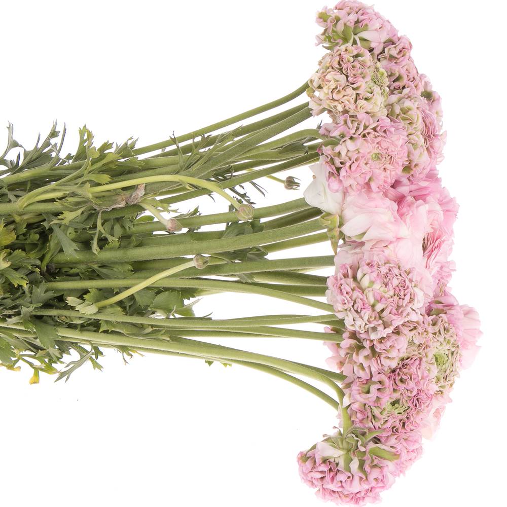 Ranunkel rosa Cloni Pom Pom Hermione 40cm