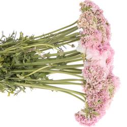 Ranunkel rosa Cloni Pom Pom Hermione 40cm
