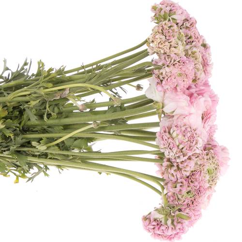 Ranunkel rosa Cloni Pom Pom Hermione 40cm