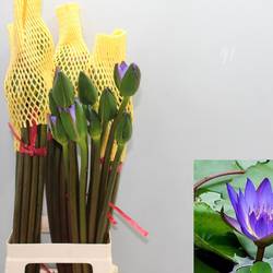 Wasser Lilian lila 60cm