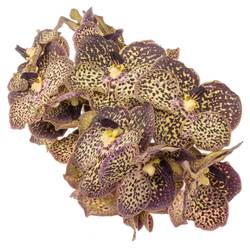 Vanda lila/creme Ocelot Mocha X8 Stiele