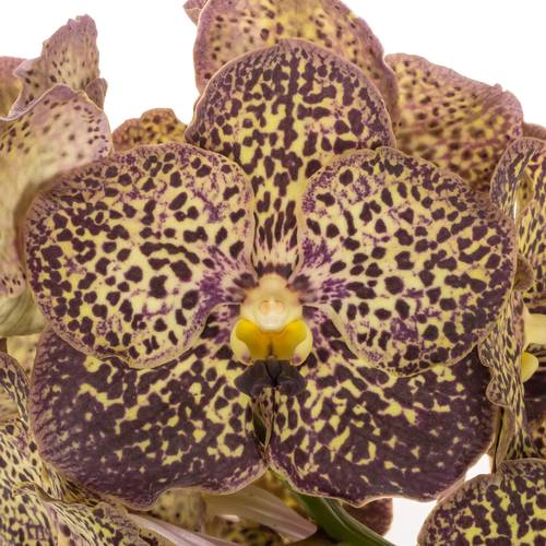 Vanda lila/creme Ocelot Mocha X8 Stiele