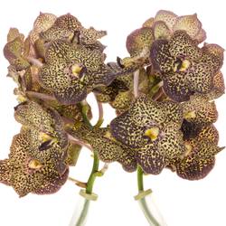 Vanda lila/creme Ocelot Mocha X8 Stiele