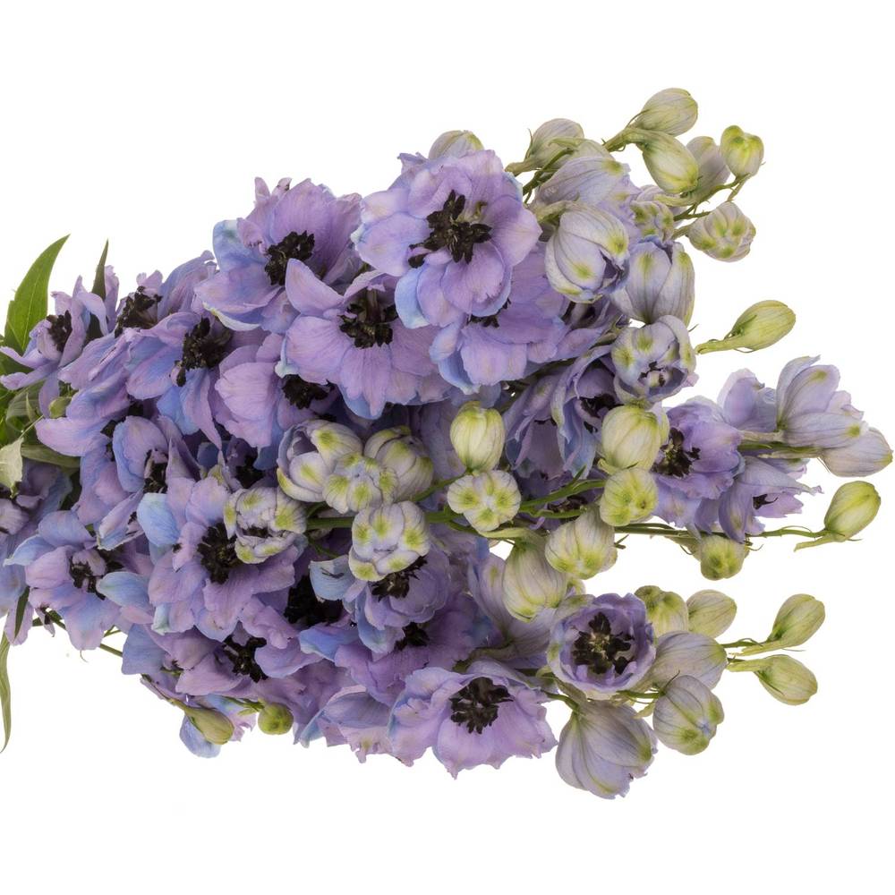 Delphinium lavendel Hawaii 50cm