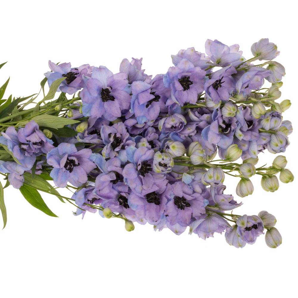 Delphinium lavendel Hawaii 50cm