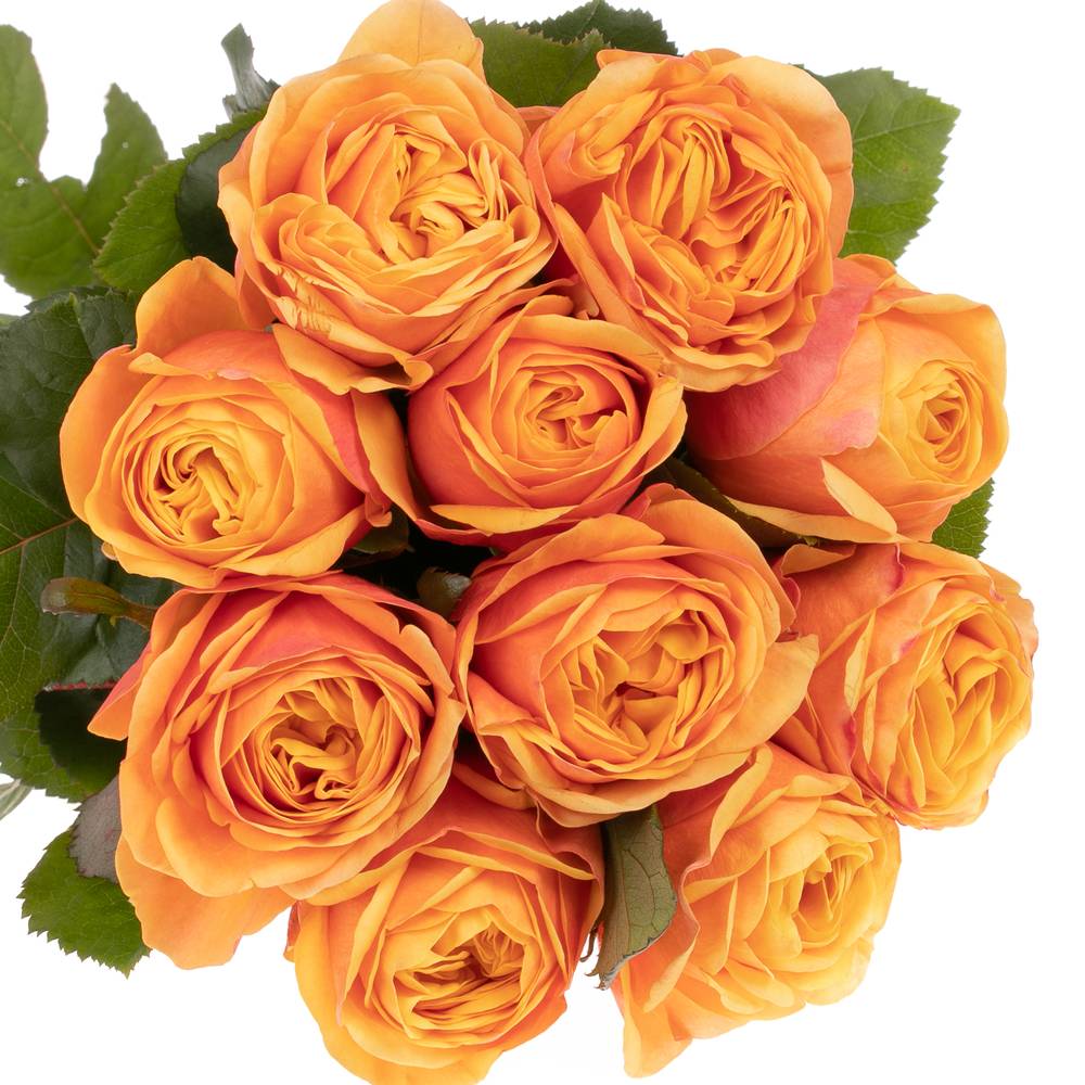 Rose orange Heliana gefüllt 60cm