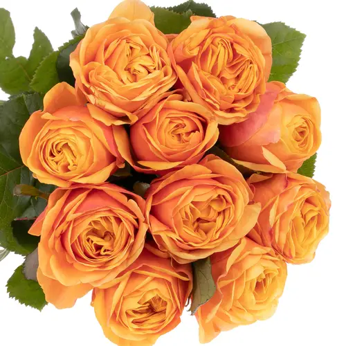 Rose orange Heliana gefüllt 60cm