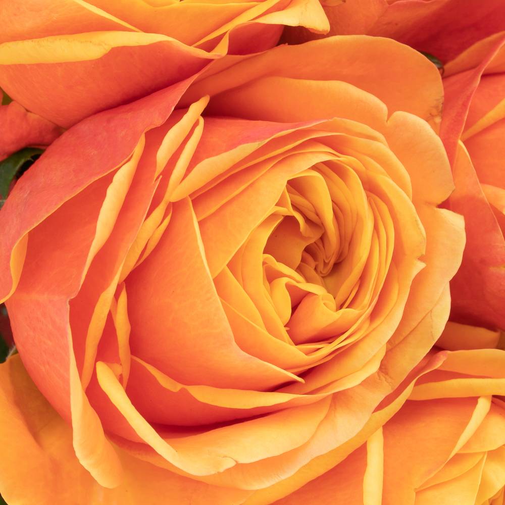 Rose orange Heliana gefüllt 60cm