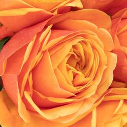 Rose orange Heliana gefüllt 60cm