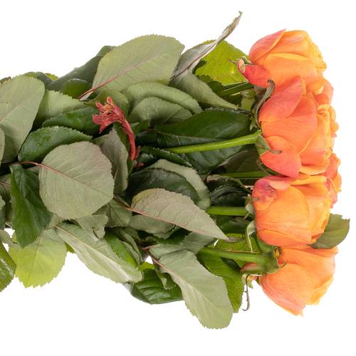 Rose orange Heliana gefüllt 60cm