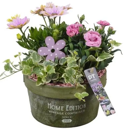 Garten.Arr PTPP2587 T20 H027
