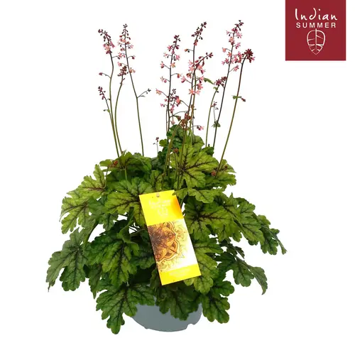 Heuchera mix Indian Summer T19 H050