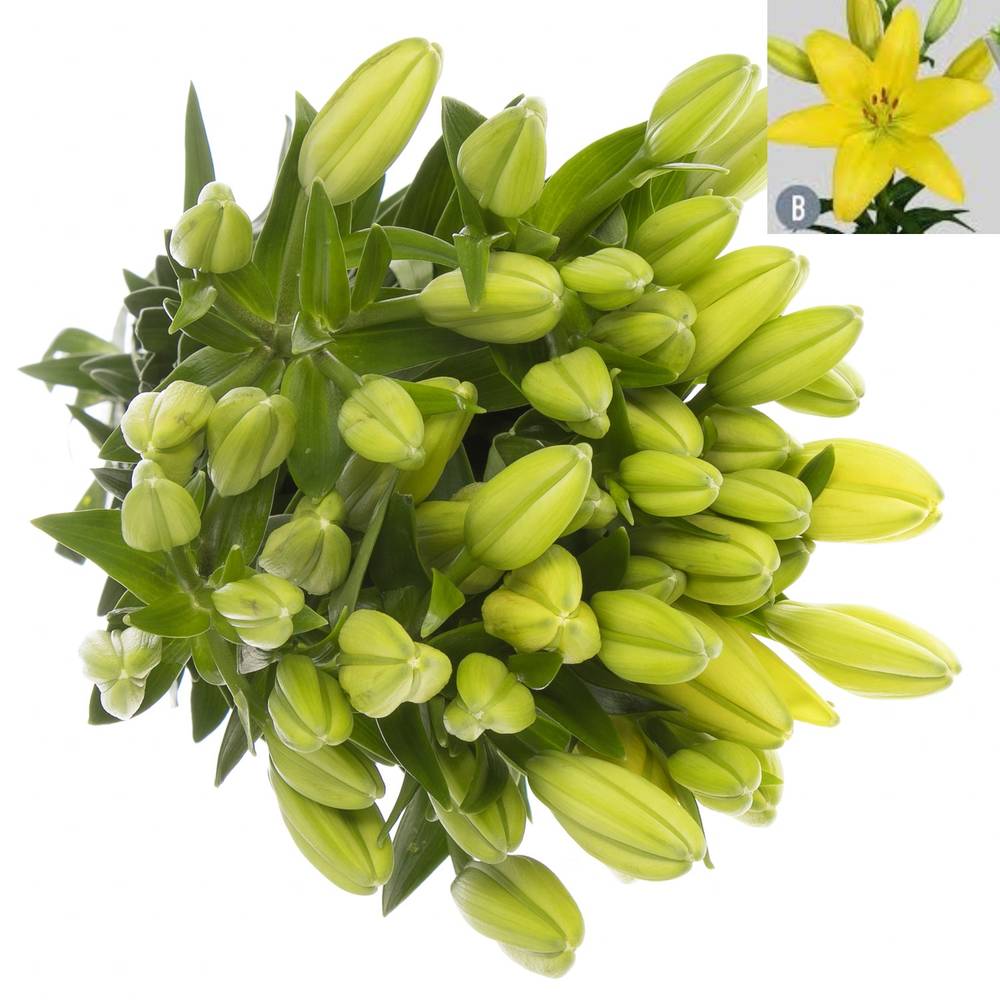 Lilie asiatisch gelb Tampa 4+Blüte 80cm