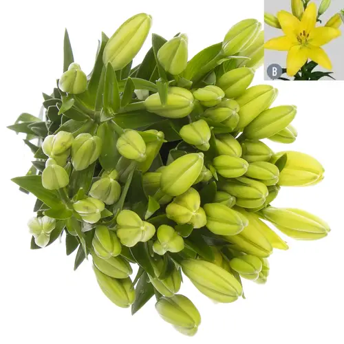 Lilie asiatisch gelb Tampa 4+Blüte 80cm