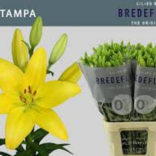Lilie asiatisch gelb Tampa 4+Blüte 80cm