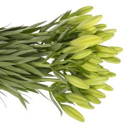 Lilie asiatisch gelb Tampa 4+Blüte 80cm