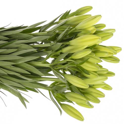 Lilie asiatisch gelb Tampa 4+Blüte 80cm
