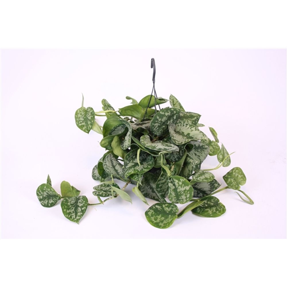 Scindapsus Trebie Ampel T15 H35