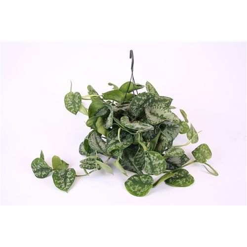 Scindapsus Trebie Ampel T15 H35