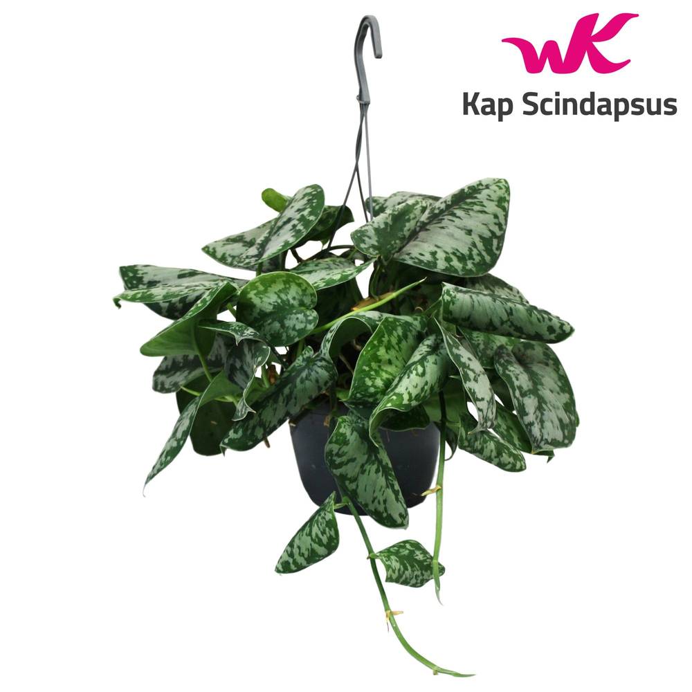 Scindapsus Trebie im Ampeltopf T15 H035