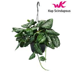 Scindapsus Trebie im Ampeltopf T15 H035