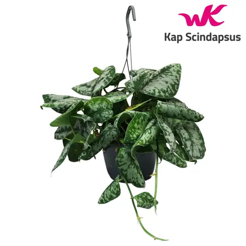 Scindapsus Trebie im Ampeltopf T15 H035
