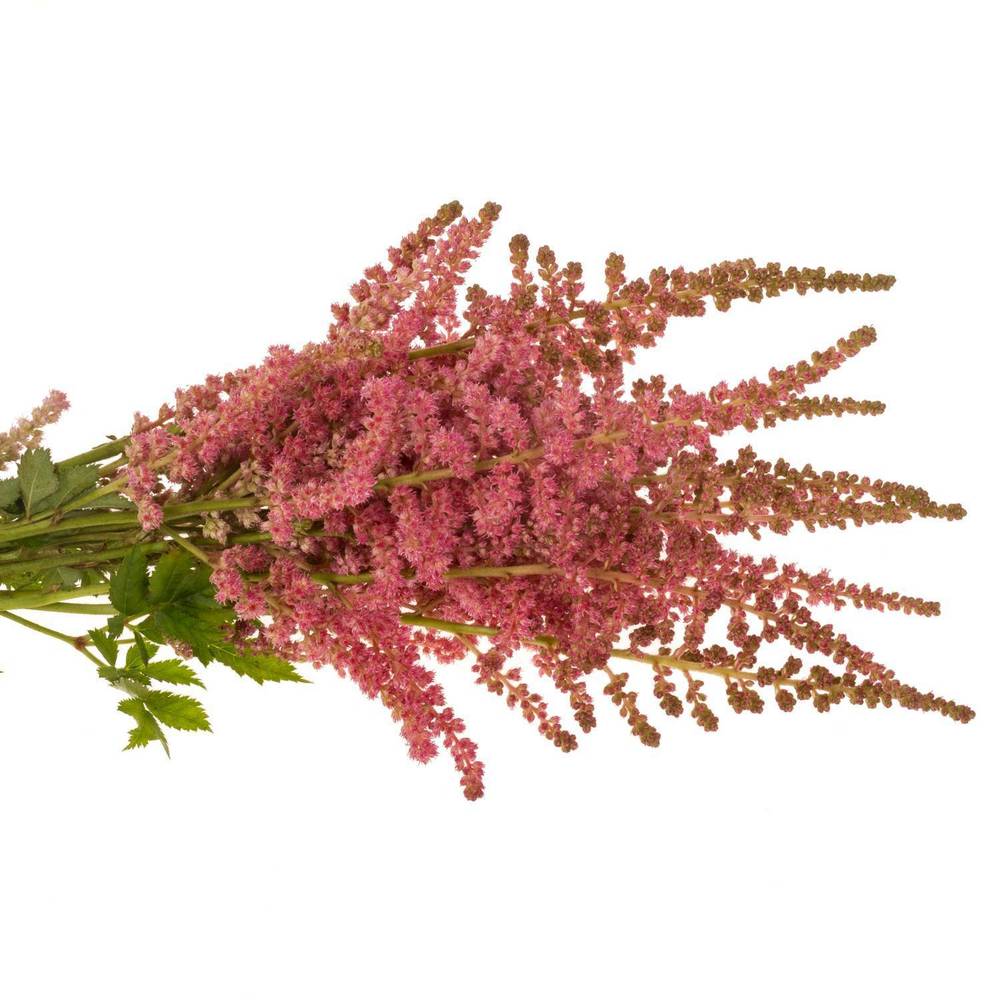 Spirea lachs Coral Island 45cm