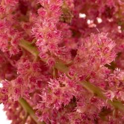 Spirea lachs Coral Island 45cm