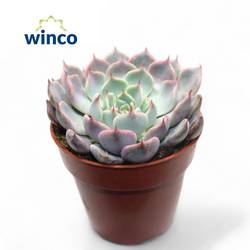 Echeveria Rosea T08,5 H015