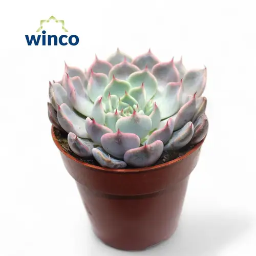 Echeveria Rosea T08,5 H015
