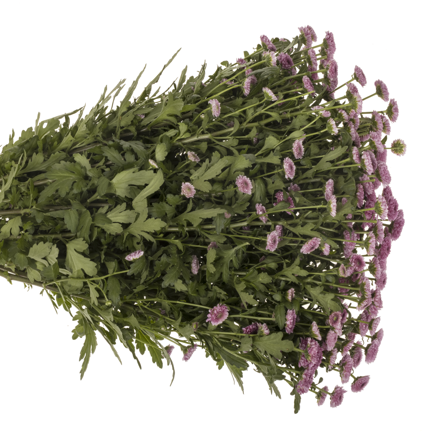 Santini lila-rosa Toss 950 Gramm 55cm