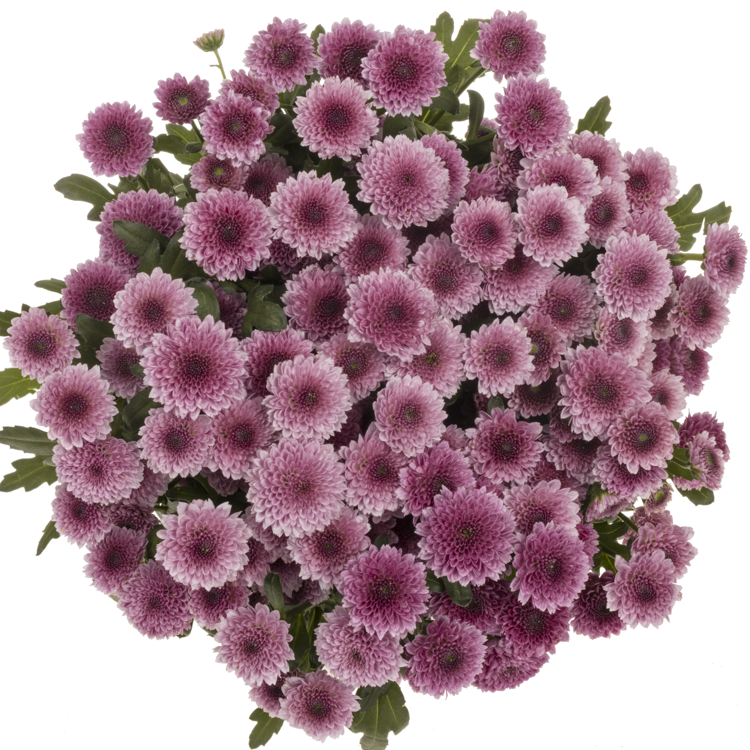 Santini lila-rosa Toss 950 Gramm 55cm