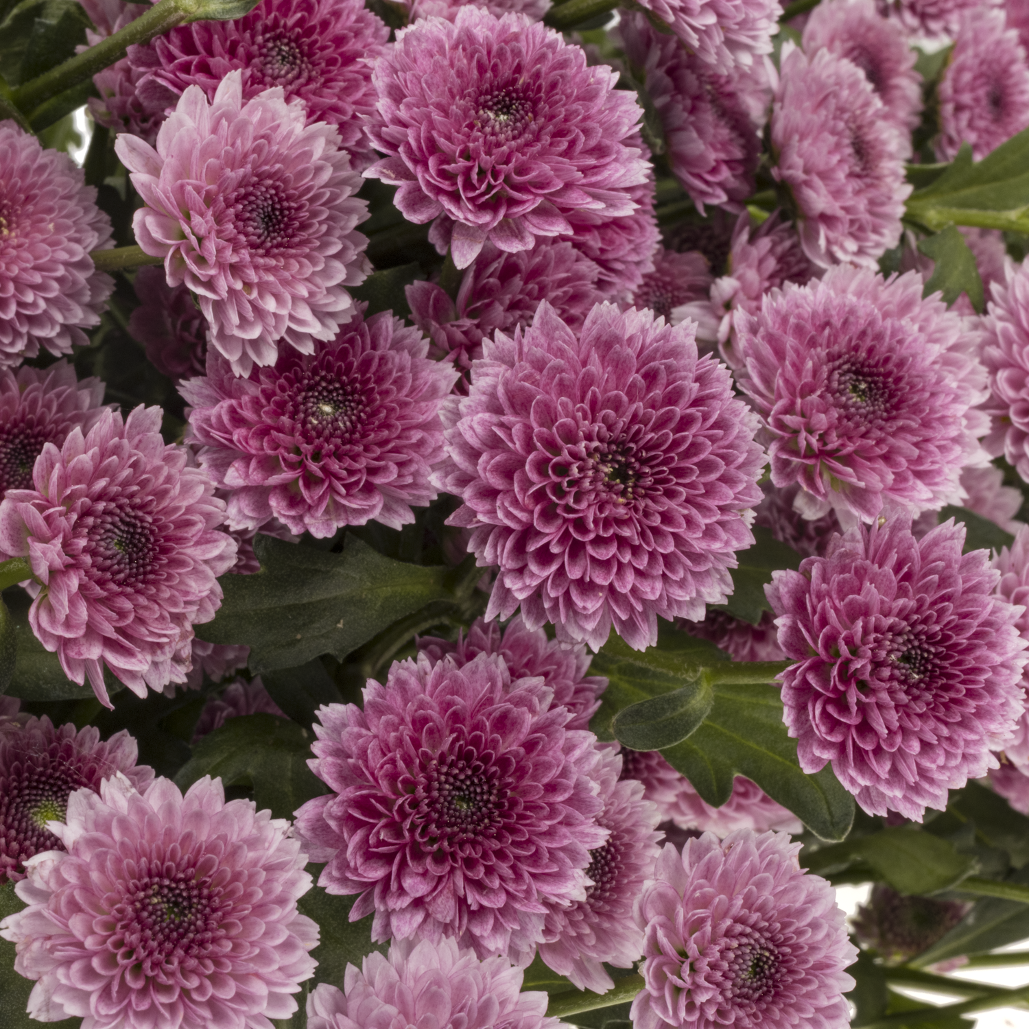 Santini lila-rosa Toss 950 Gramm 55cm