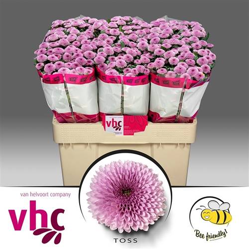 Santini lila-rosa Toss 1000 Gramm 55cm