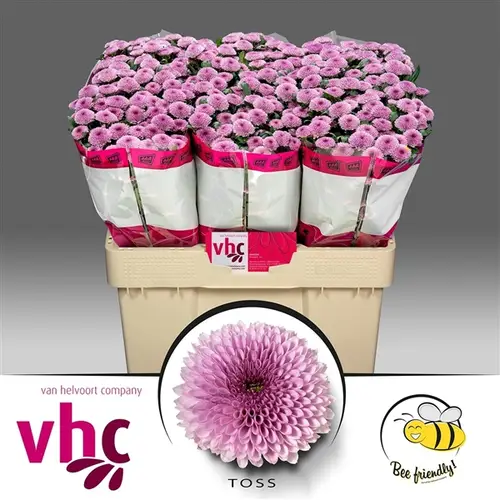 Santini lila-rosa Toss 1000 Gramm 55cm