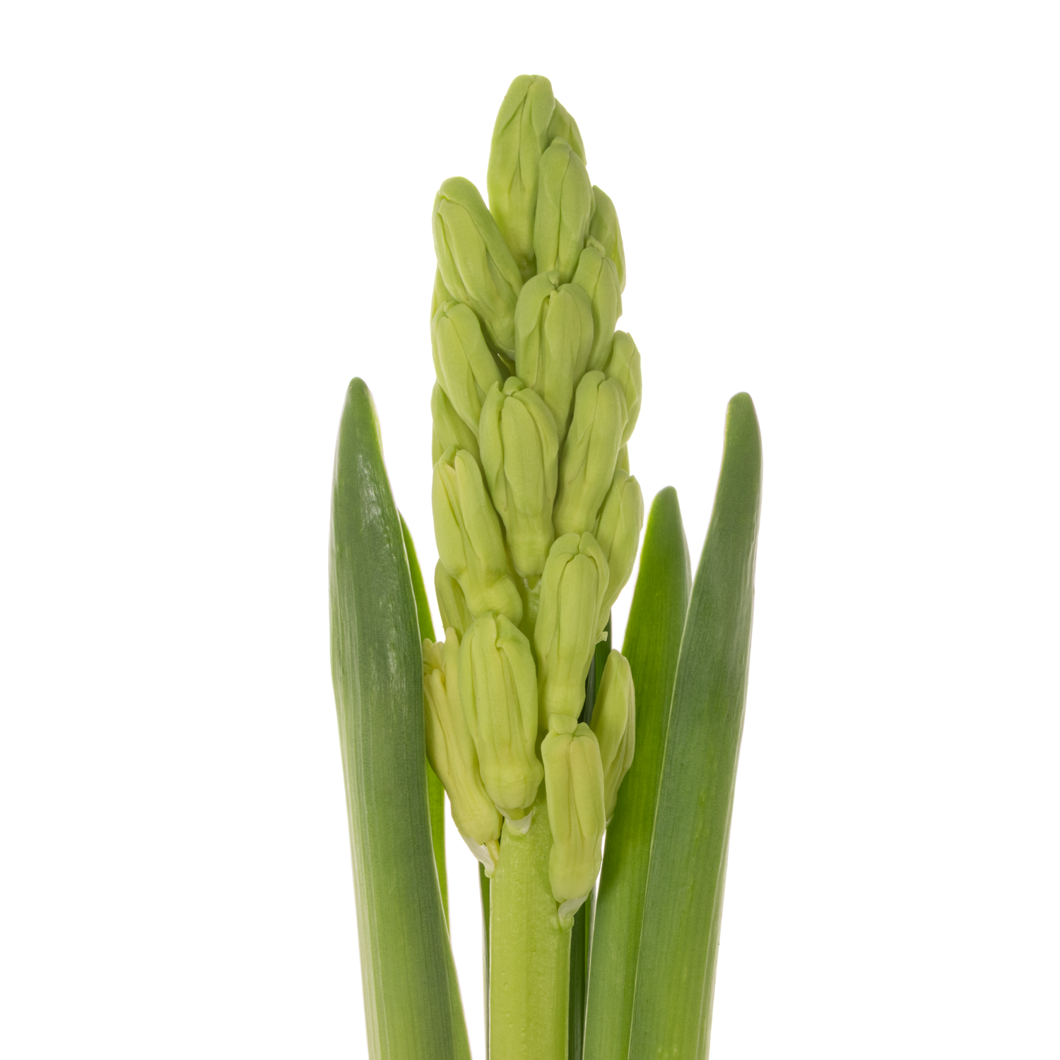 Hyazinthe gelb Schnitt Yellow queen 30cm